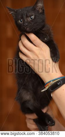 Black Kitty In Hand