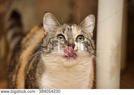 The Cat Is Pleased ,  Lick His Lips