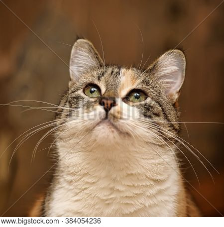 Beautiful European Shorthair Cat Portrait Close Up