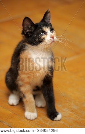 Tricolor Kitten With A Third Eyelid Close Up