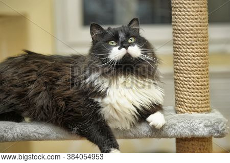 Fluffy Cat In The Cattery