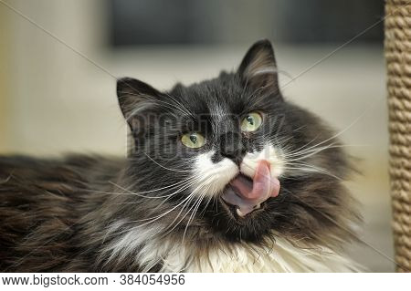 Beautiful Black And White Cat Licks