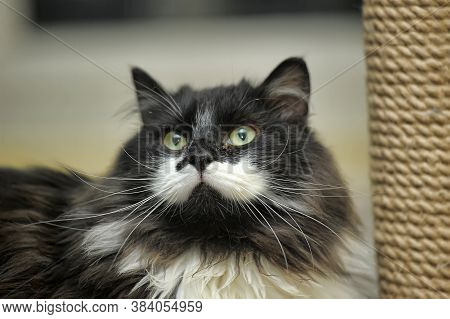 Fluffy Cat In The Cattery