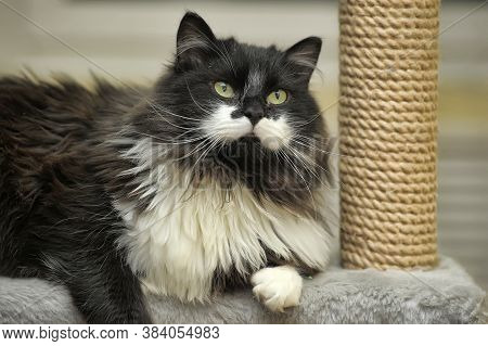 Fluffy Cat In The Cattery