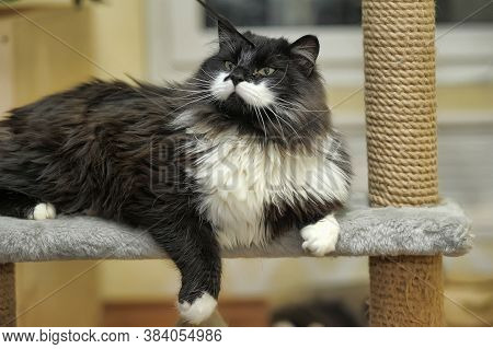 Fluffy Cat In The Cattery