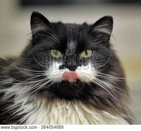 Beautiful Black And White Cat Licks
