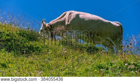 Cow Grazing On An Alpine Pasture Against Blue Sky