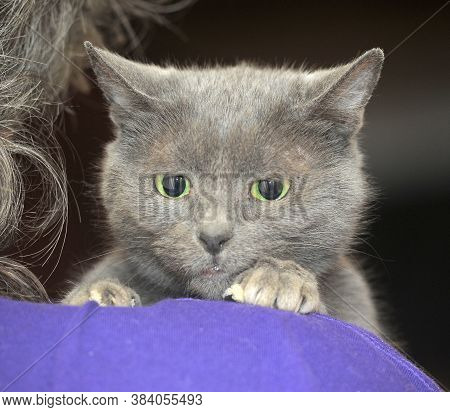 Sad Gray Cat In Hands