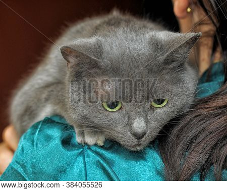 Sad Gray Cat In Hands