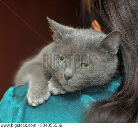 Sad Gray Cat In Hands