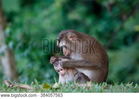 Mother And Child Of Southern Pig-tailed Macaque (macaca Nemestrina) In Nature Of Tropical Forest In 