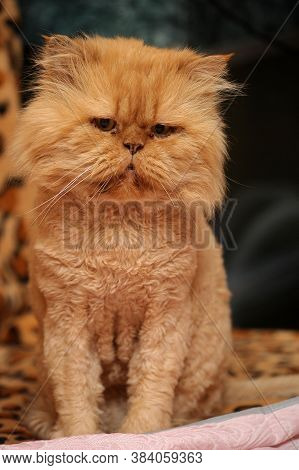 Red-haired Persian Sheared Cat Portrait  Close Up