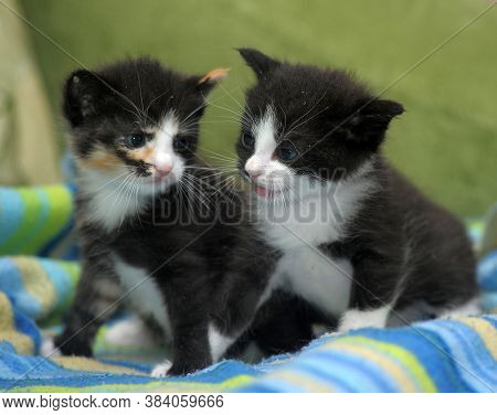 Two Midi Little Kittens