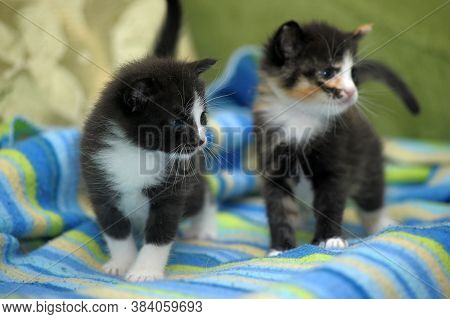 Two Midi Little Kittens