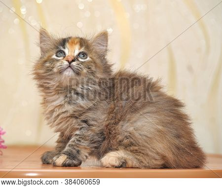 Beautiful Fluffy Tri-color Kitten In A Cattery