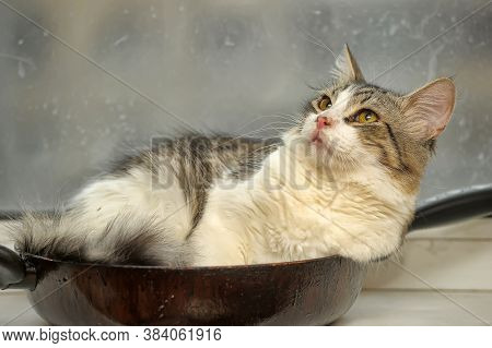 Fluffy Siberian Kitten Teenager Lies In A Frying Pan On The Windowsill