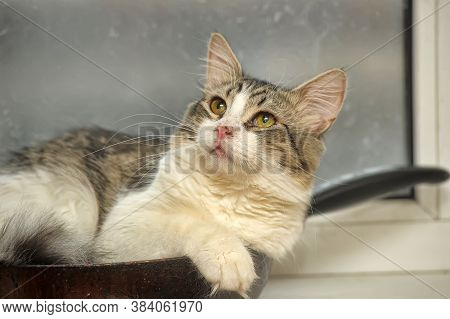 Fluffy Siberian Kitten Teenager Lies In A Frying Pan On The Windowsill
