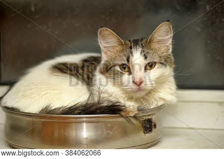 Fluffy Siberian Kitten Teenager Lies In A Frying Pan On The Windowsill
