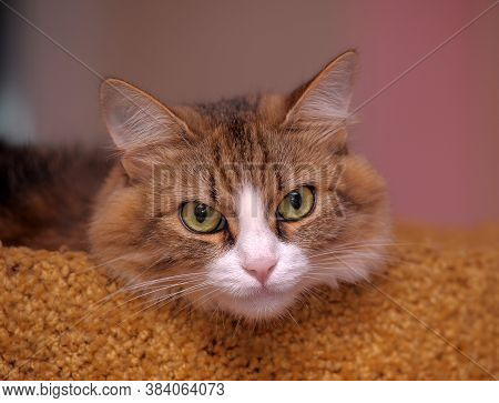 Portrait Of A Beautiful Siberian Cat Looking Into The Frame