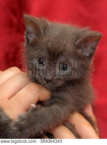 Cute Gray Kitten In Hands Close Up