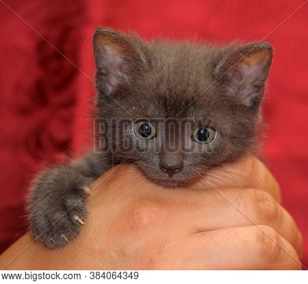 Cute Gray Kitten In Hands Close Up