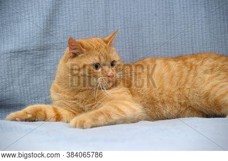 Domestic Red Cat Lies On A Gray Background