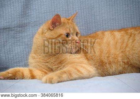 Red Cat Lies Playing, Catches Close Up