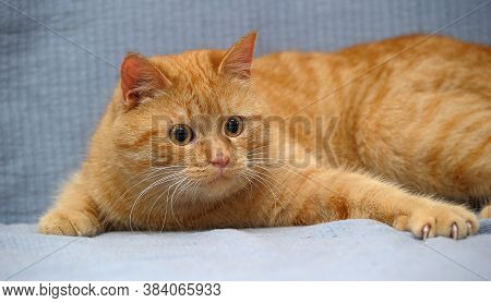 Red Cat Lies Playing, Catches