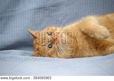 Red Cat Lies Playing, Catches