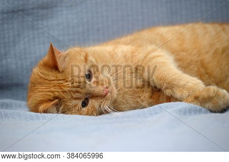 Domestic Red Cat Lies On A Gray Background