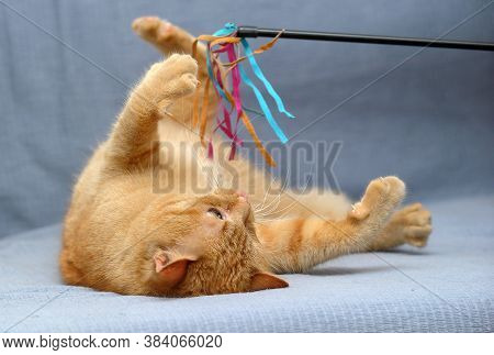 Red Cat Lies Playing, Catches