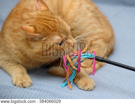 Red Cat Lies Playing, Catches