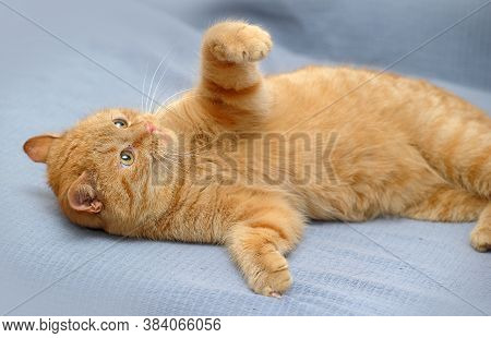 Red Cat Lies Playing, Catches