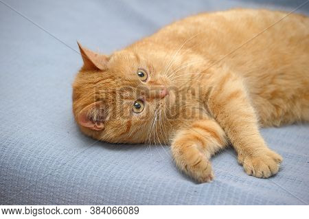 Domestic Red Cat Lies On A Gray Background
