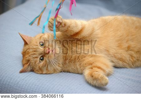 Red Cat Lies Playing, Catches