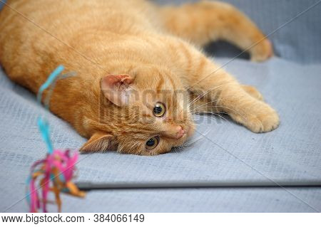 Red Cat Lies Playing, Catches