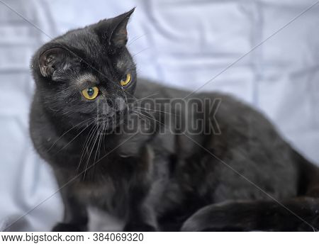 Beautiful Brutal Black Shorthair Cat Close Up