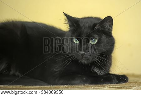 Brutal Black Shorthair Cat