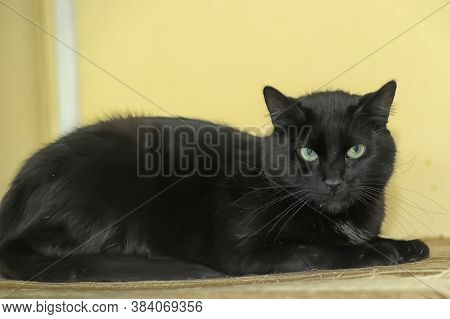 Brutal Black Shorthair Cat