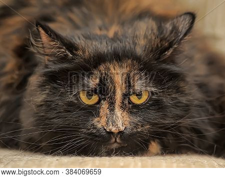 Plump Tortie Cat Lies
