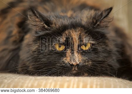 Plump Tortie Cat Lies