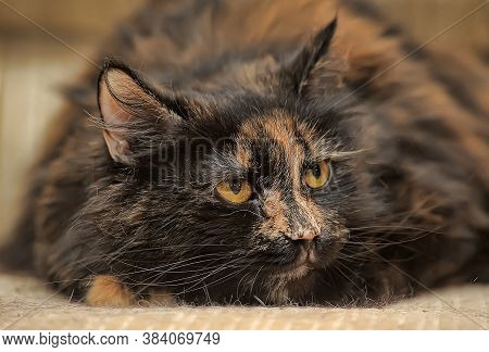 Plump Tortie Cat Lies