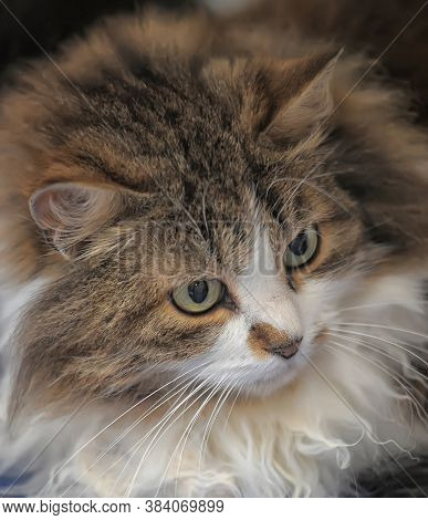 Brown With White Furry Siberian Cat Close Up