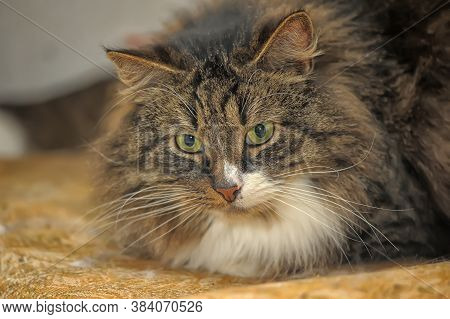 Brown With White Furry Siberian Cat Close Up