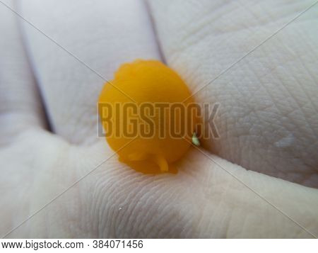 A Close Up View Of A Little Orange Nudibranch (berthellina Edwardsii)