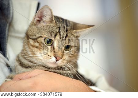 Beautiful European Shorthair Cat Portrait  Close Up