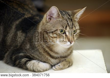Beautiful European Shorthair Cat  Indoor Close Up Portrait
