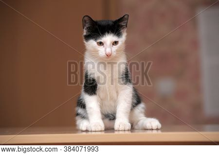 Black With White Kitten 3 Months Close Up