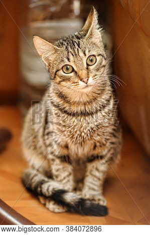 Beautiful European Shorthair Cat Portrait Close Up