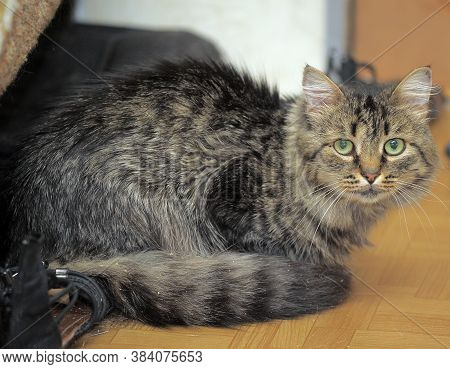 Luffy Brown Cat Looking At The Camera